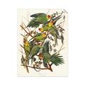 Picture of Vintage Carolina Parrot _GroupedProduct_Rectangle_Portrait_Unframed_Print_Only_