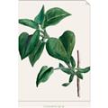 Picture of Nostalgic Green Lilac Leaves _GroupedProduct_Rectangle_Portrait_Unframed_Print_Only_
