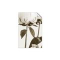 Picture of Romantic Blur Peony IV _GroupedProduct_Rectangle_Portrait_Photography _GroupedProduct_Rectangle_Portrait_Unframed_Print_Only_