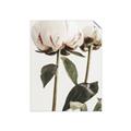 Picture of Romantic Blur Peony IV _GroupedProduct_Rectangle_Portrait_Photography _GroupedProduct_Rectangle_Portrait_Unframed_Print_Only_