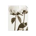 Picture of Romantic Blur Peony IV _GroupedProduct_Rectangle_Portrait_Photography _GroupedProduct_Rectangle_Portrait_Unframed_Print_Only_