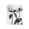 Picture of Romantic Blur Peony IV _GroupedProduct_Rectangle_Portrait_Photography _GroupedProduct_Rectangle_Portrait_Unframed_Print_Only_