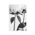 Picture of Romantic Blur Peony IV _GroupedProduct_Rectangle_Portrait_Photography _GroupedProduct_Rectangle_Portrait_Unframed_Print_Only_