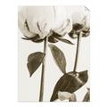 Picture of Romantic Blur Peony IV _GroupedProduct_Rectangle_Portrait_Photography _GroupedProduct_Rectangle_Portrait_Unframed_Print_Only_