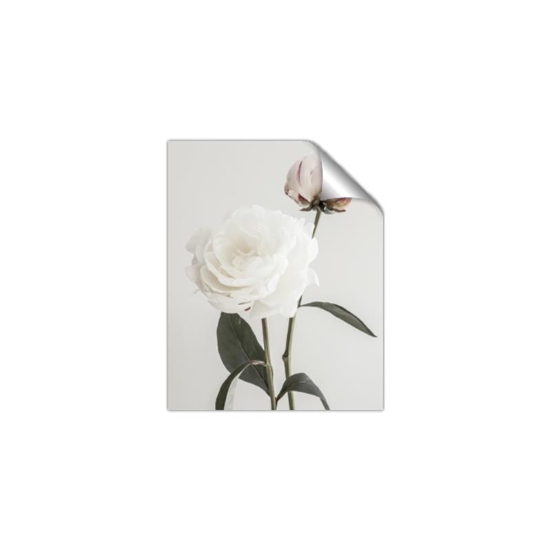Picture of Romantic Blur Peony III _GroupedProduct_Rectangle_Portrait_Photography _GroupedProduct_Rectangle_Portrait_Unframed_Print_Only_