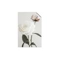 Picture of Romantic Blur Peony III _GroupedProduct_Rectangle_Portrait_Photography _GroupedProduct_Rectangle_Portrait_Unframed_Print_Only_