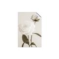 Picture of Romantic Blur Peony III _GroupedProduct_Rectangle_Portrait_Photography _GroupedProduct_Rectangle_Portrait_Unframed_Print_Only_