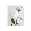 Picture of Romantic Blur Peony III _GroupedProduct_Rectangle_Portrait_Photography _GroupedProduct_Rectangle_Portrait_Unframed_Print_Only_