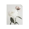 Picture of Romantic Blur Peony III _GroupedProduct_Rectangle_Portrait_Photography _GroupedProduct_Rectangle_Portrait_Unframed_Print_Only_