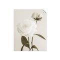 Picture of Romantic Blur Peony III _GroupedProduct_Rectangle_Portrait_Photography _GroupedProduct_Rectangle_Portrait_Unframed_Print_Only_