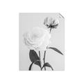 Picture of Romantic Blur Peony III _GroupedProduct_Rectangle_Portrait_Photography _GroupedProduct_Rectangle_Portrait_Unframed_Print_Only_