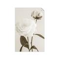 Picture of Romantic Blur Peony III _GroupedProduct_Rectangle_Portrait_Photography _GroupedProduct_Rectangle_Portrait_Unframed_Print_Only_