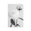 Picture of Romantic Blur Peony III _GroupedProduct_Rectangle_Portrait_Photography _GroupedProduct_Rectangle_Portrait_Unframed_Print_Only_