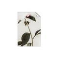 Picture of Romantic Blur Peony II _GroupedProduct_Rectangle_Portrait_Photography _GroupedProduct_Rectangle_Portrait_Unframed_Print_Only_