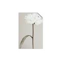 Picture of Romantic Blur Peony I _GroupedProduct_Rectangle_Portrait_Photography _GroupedProduct_Rectangle_Portrait_Unframed_Print_Only_