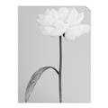 Picture of Romantic Blur Peony I _GroupedProduct_Rectangle_Portrait_Photography _GroupedProduct_Rectangle_Portrait_Unframed_Print_Only_