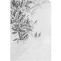 Picture of Few Olive Tree Leaves _GroupedProduct_Rectangle_Portrait_Photography _GroupedProduct_Rectangle_Portrait_Unframed_Print_Only_