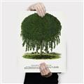 Picture of Kilmarnock Weeping Willow Tree Lithograph _GroupedProduct_Rectangle_Portrait_Canvas_