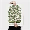 Picture of Hardy Magnolia Tree Lithograph _GroupedProduct_Rectangle_Portrait_Canvas_