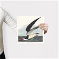 Picture of Black Skimmer From Birds of America (1827) _GroupedProduct_Square_Canvas_