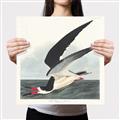 Picture of Black Skimmer From Birds of America (1827) _GroupedProduct_Square_Canvas_