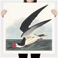 Picture of Black Skimmer From Birds of America (1827) _GroupedProduct_Square_Canvas_