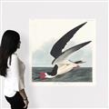 Picture of Black Skimmer From Birds of America (1827) _GroupedProduct_Square_Canvas_