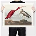 Picture of Vintage Scarlet Ibis Bird _GroupedProduct_Rectangle_Landscape_Canvas_