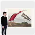 Picture of Vintage Scarlet Ibis Bird _GroupedProduct_Rectangle_Landscape_Canvas_