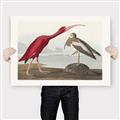 Picture of Vintage Scarlet Ibis Bird _GroupedProduct_Rectangle_Landscape_Canvas_