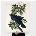 Picture of Raven From Birds of America (1827) _GroupedProduct_Rectangle_Portrait_Canvas_