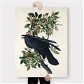 Picture of Raven From Birds of America (1827) _GroupedProduct_Rectangle_Portrait_Canvas_