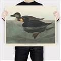 Picture of Vintage Scoter Duck _GroupedProduct_Rectangle_Landscape_Canvas_