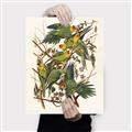 Picture of Vintage Carolina Parrot _GroupedProduct_Rectangle_Portrait_Canvas_