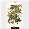 Picture of Vintage Carolina Parrot _GroupedProduct_Rectangle_Portrait_Canvas_