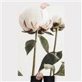 Picture of Romantic Blur Peony IV _GroupedProduct_Rectangle_Portrait_Photography _GroupedProduct_Rectangle_Portrait_Canvas_