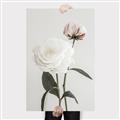 Picture of Romantic Blur Peony III _GroupedProduct_Rectangle_Portrait_Photography _GroupedProduct_Rectangle_Portrait_Canvas_