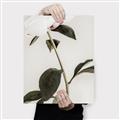 Picture of Romantic Blur Peony II _GroupedProduct_Rectangle_Portrait_Photography _GroupedProduct_Rectangle_Portrait_Canvas_