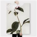 Picture of Romantic Blur Peony II _GroupedProduct_Rectangle_Portrait_Photography _GroupedProduct_Rectangle_Portrait_Canvas_