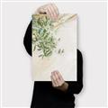 Picture of Few Olive Tree Leaves _GroupedProduct_Rectangle_Portrait_Photography _GroupedProduct_Rectangle_Portrait_Canvas_