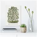 Picture of Hardy Magnolia Tree Lithograph _GroupedProduct_Rectangle_Portrait_Canvas_