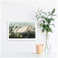 Picture of Vintage Floating White Swan _GroupedProduct_Rectangle_Landscape_Canvas_