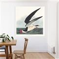 Picture of Black Skimmer From Birds of America (1827) _GroupedProduct_Square_Canvas_