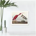 Picture of Vintage Scarlet Ibis Bird _GroupedProduct_Rectangle_Landscape_Canvas_