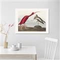Picture of Vintage Scarlet Ibis Bird _GroupedProduct_Rectangle_Landscape_Canvas_