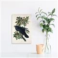 Picture of Raven From Birds of America (1827) _GroupedProduct_Rectangle_Portrait_Canvas_