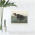 Picture of Vintage Scoter Duck _GroupedProduct_Rectangle_Landscape_Canvas_