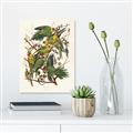 Picture of Vintage Carolina Parrot _GroupedProduct_Rectangle_Portrait_Canvas_