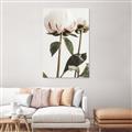 Picture of Romantic Blur Peony IV _GroupedProduct_Rectangle_Portrait_Photography _GroupedProduct_Rectangle_Portrait_Canvas_