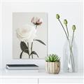 Picture of Romantic Blur Peony III _GroupedProduct_Rectangle_Portrait_Photography _GroupedProduct_Rectangle_Portrait_Canvas_